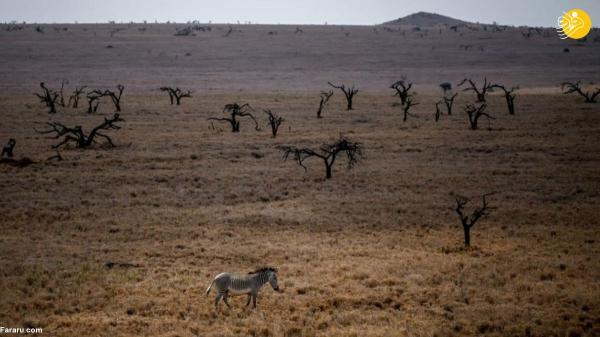 سرشماری حیات وحش در کنیا