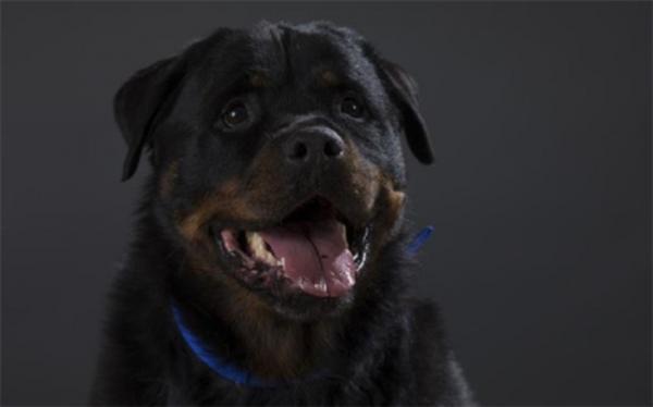 سگ جان کودک را گرفت