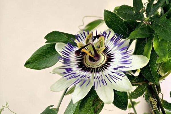 ساعتی؛ گلی با خاصیت دیازپام!